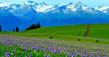 云端伊犁&middot;头等舱7日游 （伊宁起止）